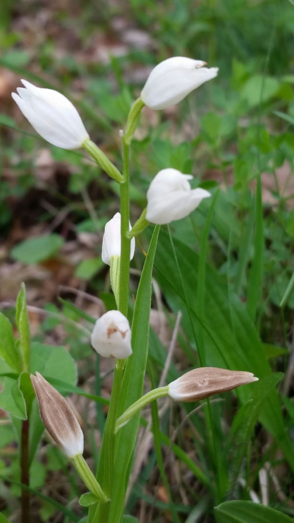 Cephalanthera longifolia (Orchidaceae)